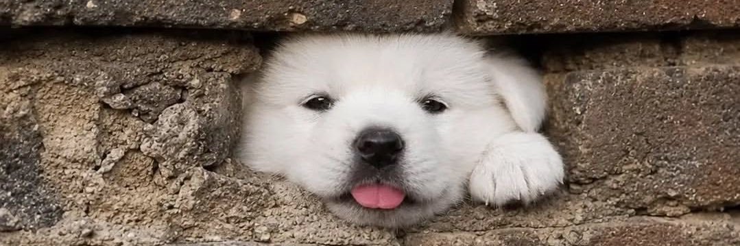 nteikoop's profile banner image