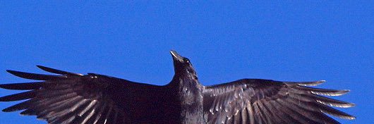 Corvid Capital banner