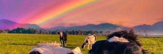 gatau siapa 🦉 banner