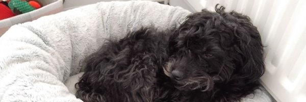 limerenceguy Profile Banner