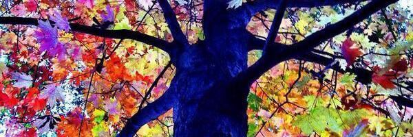 veroinsfran's profile banner image