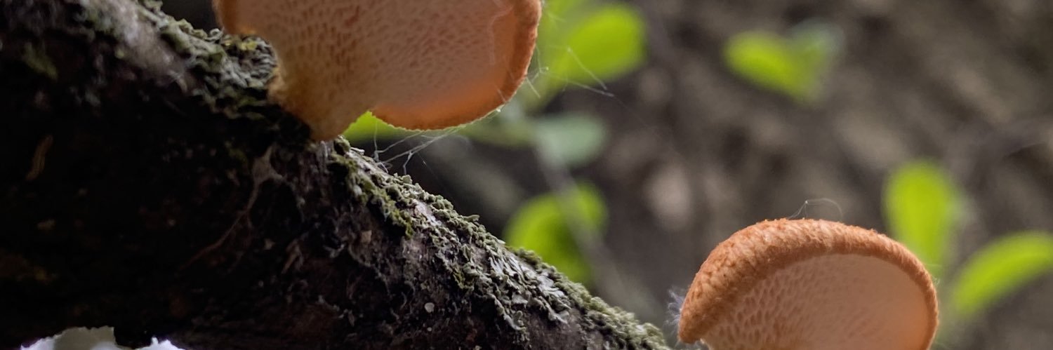pfohl's profile banner image