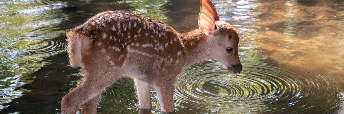 ще не придумала banner
