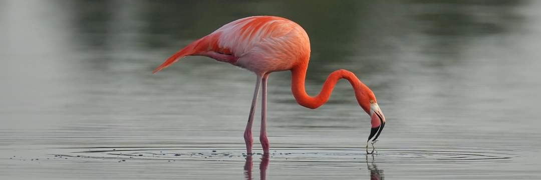 Michelle Winokur banner