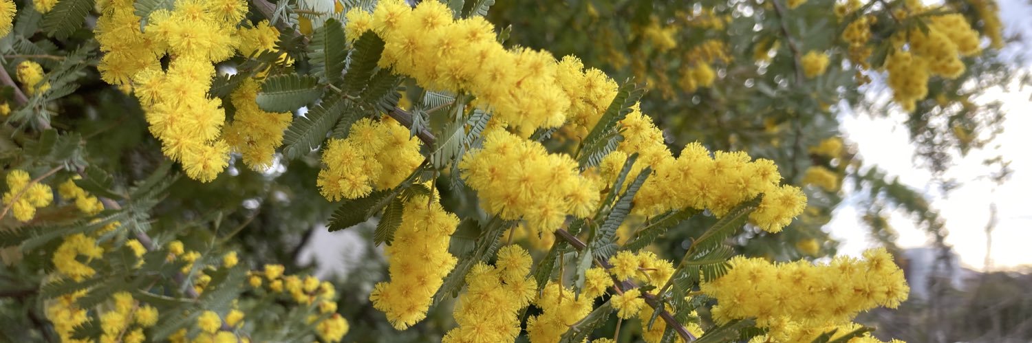 ひろ&猫ズ banner