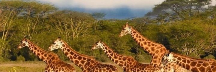 HorizonTours_'s profile banner image