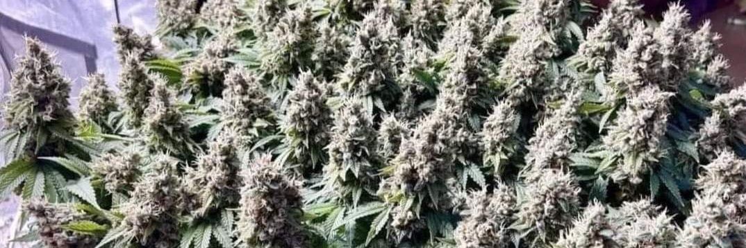 Tail of the Tiger banner