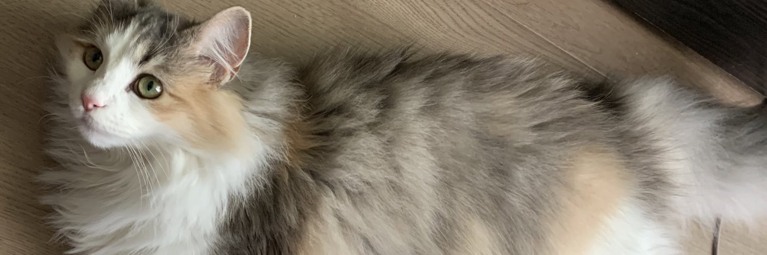 ぱぴ@マダミス発売中 banner