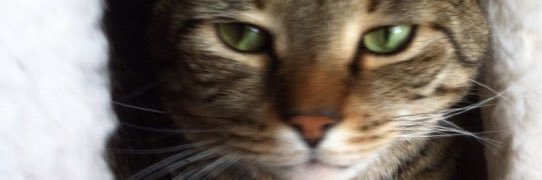 CatNamedKobe's profile banner image