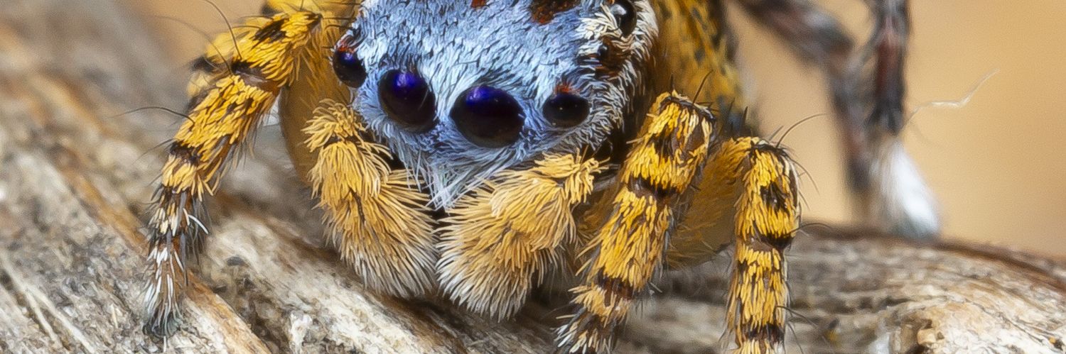 💙 ✧˚₊‧ banner