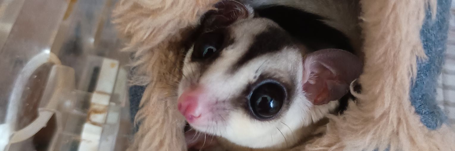 ふぃどらー🌾🐦‍⬛ banner