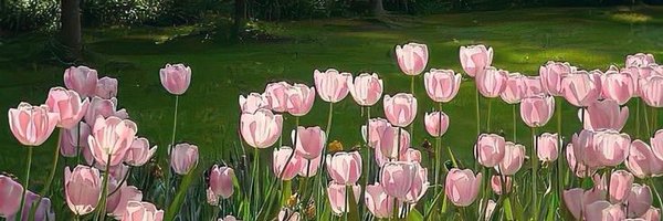 natscribble Profile Banner