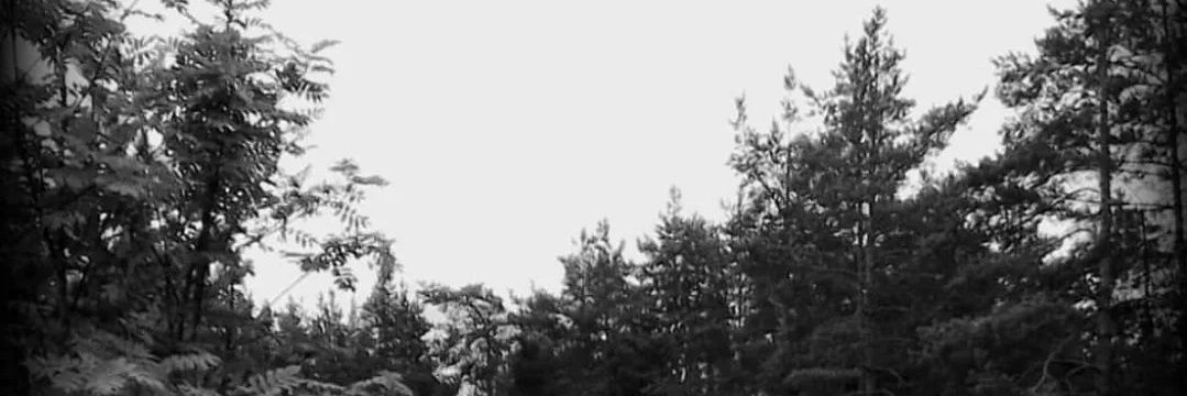 walhalla81's profile banner image