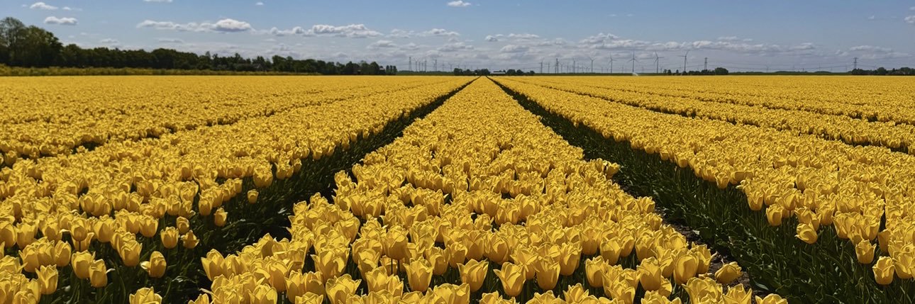 Amélia 🌶️ banner