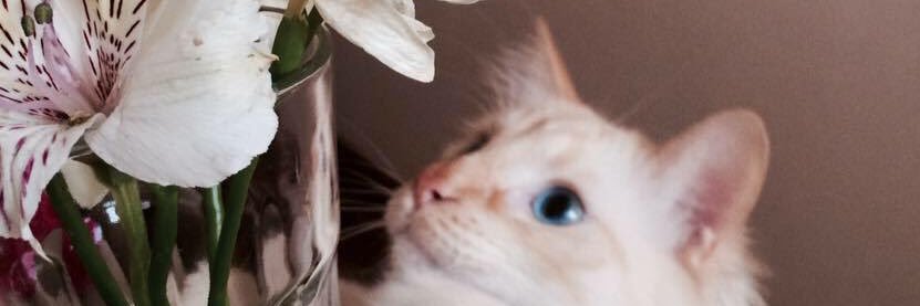 Mica_Angeleri's profile banner image