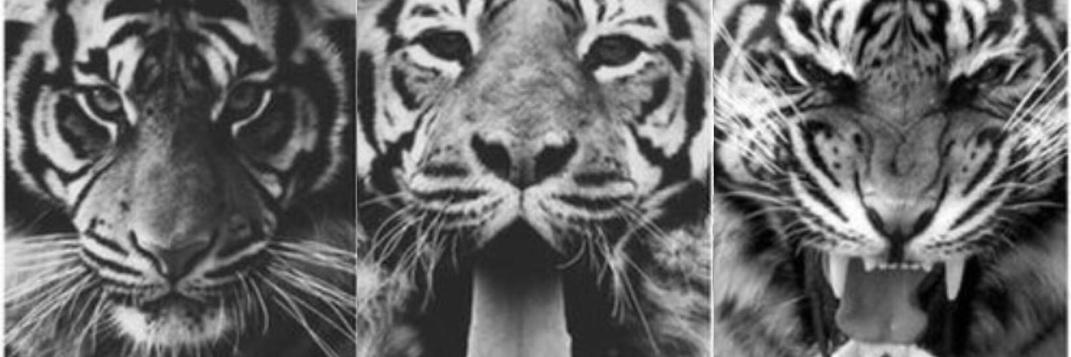 sydney_finn's profile banner image