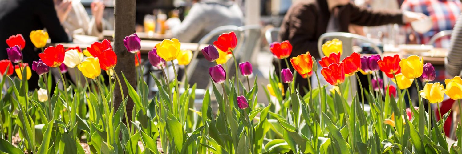 Main St. Ann Arbor banner
