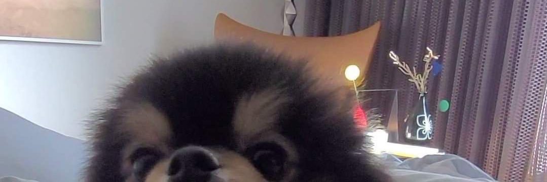 bubu ✿ banner