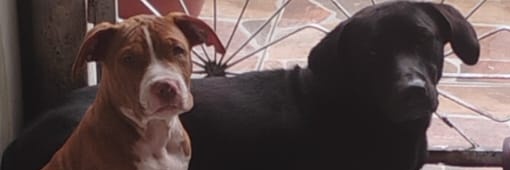 pastor marretão banner