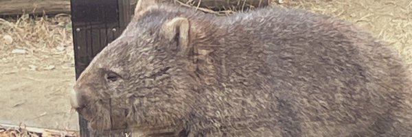 nob_abe Profile Banner