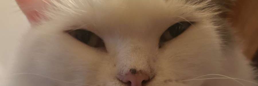 ¤DanoBologno¤ banner