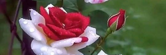 سفاري💐🍁🌹 banner