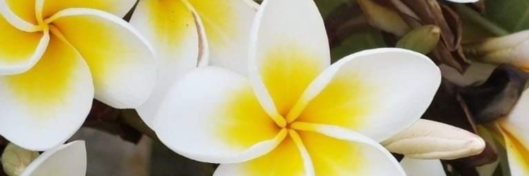 ShapelyTone's profile banner image