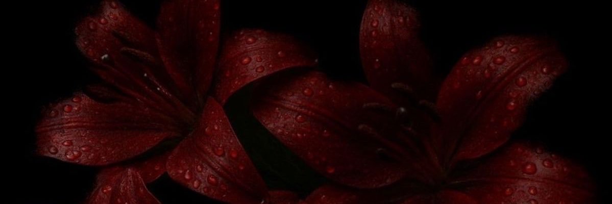 netfraudd's profile banner image