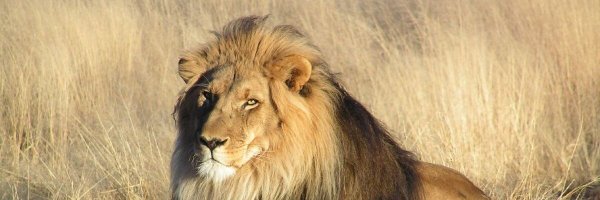 CryptoLion758 Profile Banner