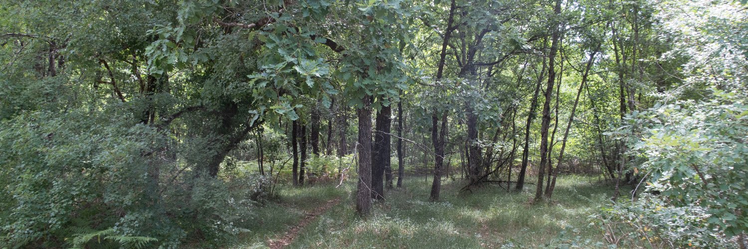 Carnyx🌳 banner