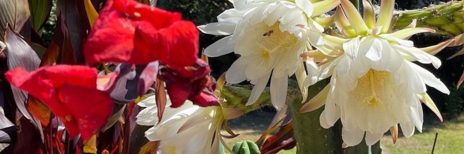 Julie Scott's banner