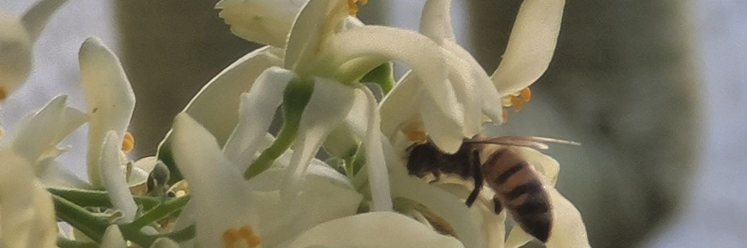 LadyJennaTulz banner