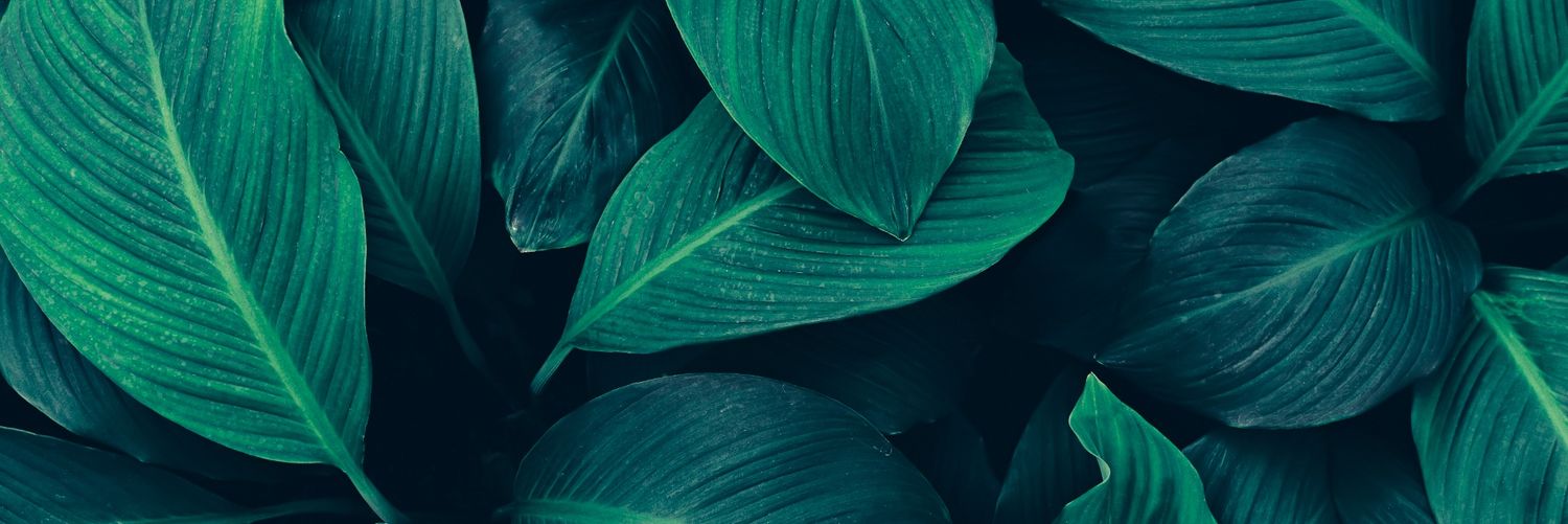 CryptoMarcel_'s profile banner image