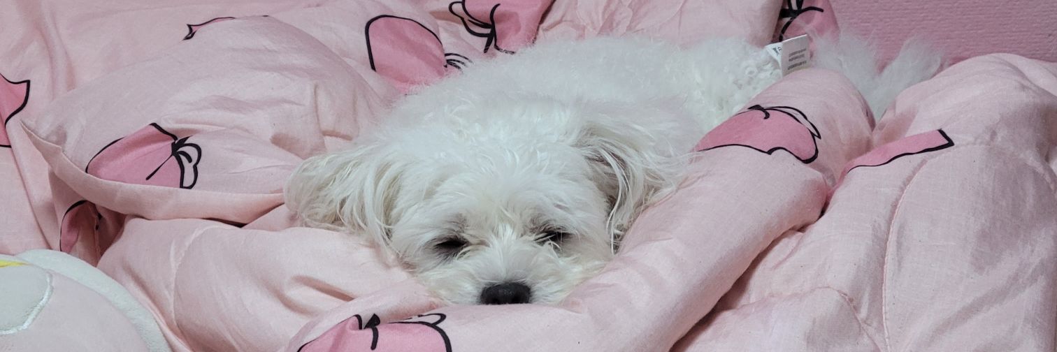 연초핑's banner