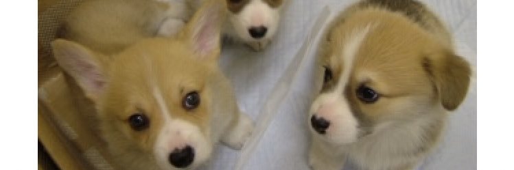 GreenPeasGal's profile banner image
