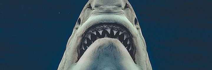 ravlym's profile banner image