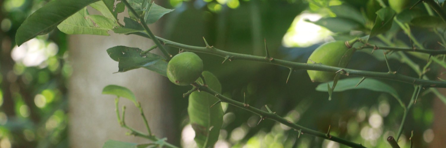 心碎锅包肉 banner