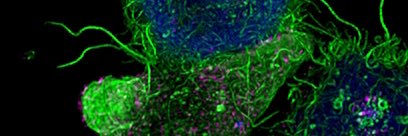 Ben G.T. Coumbe banner