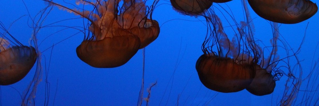 Herbert W. Nenninger banner