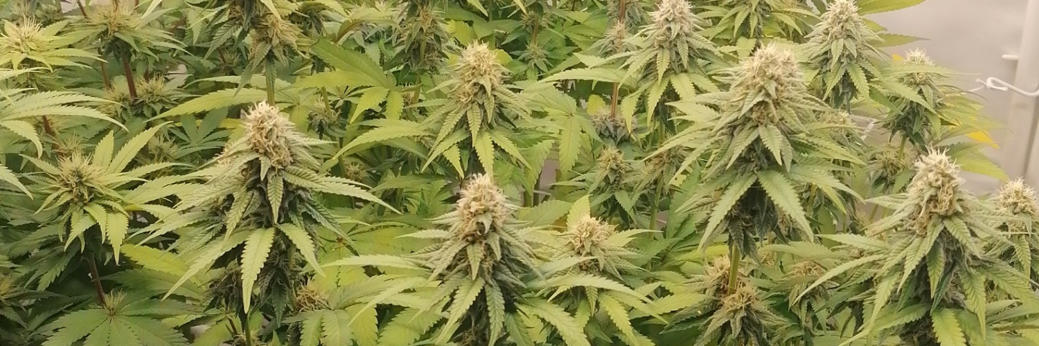 JamesBongonPulsechain banner