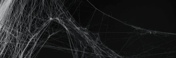 insectqueen195's profile banner image