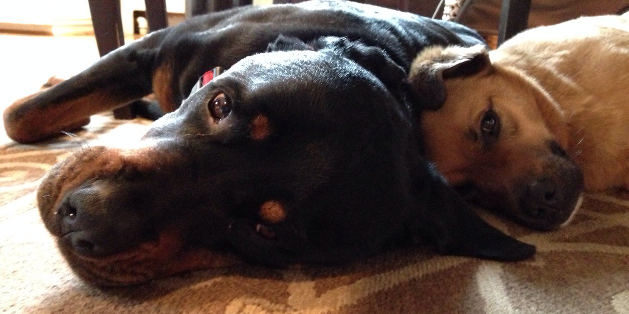 Chris Waugaman banner