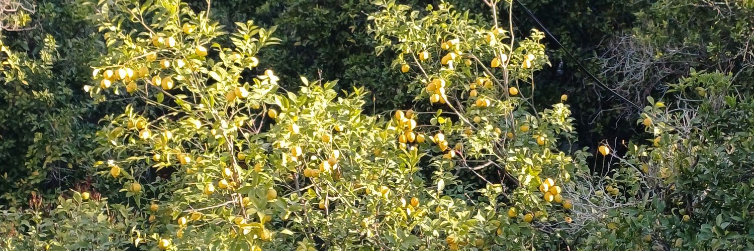 .⁠｡⁠*⁠♡idoru✧⁠*⁠。 banner