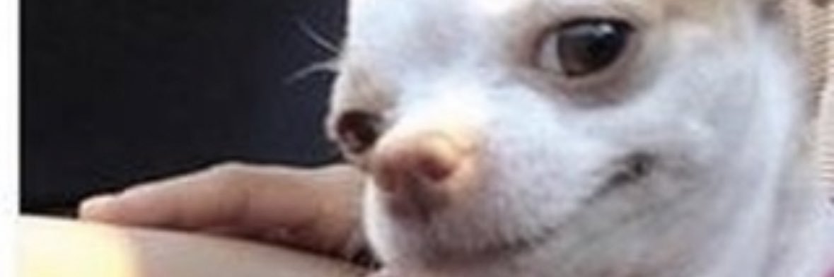 meowrielle's profile banner image