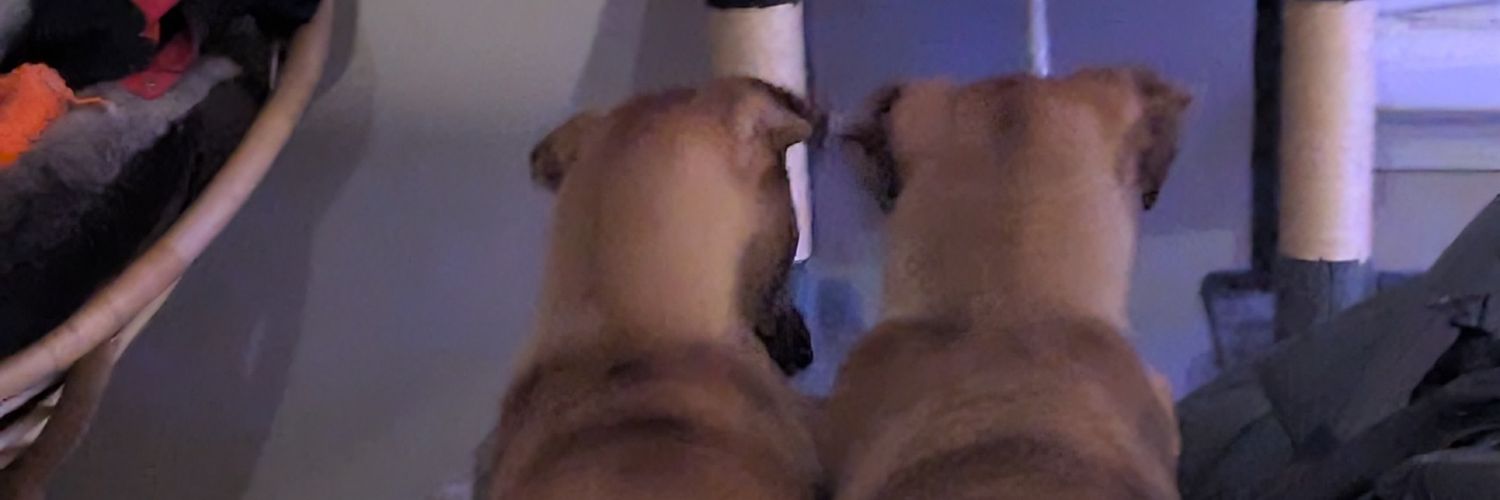 มะม่วง banner