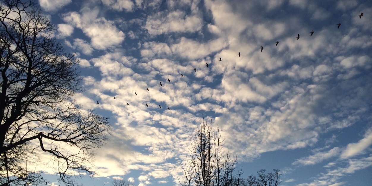 Unvaxed Feral Hillbilly banner