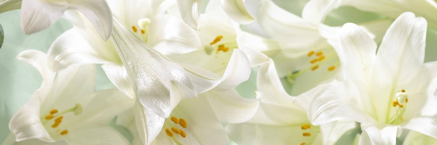 ❂°✧*DiNelle*✧°*☾ banner