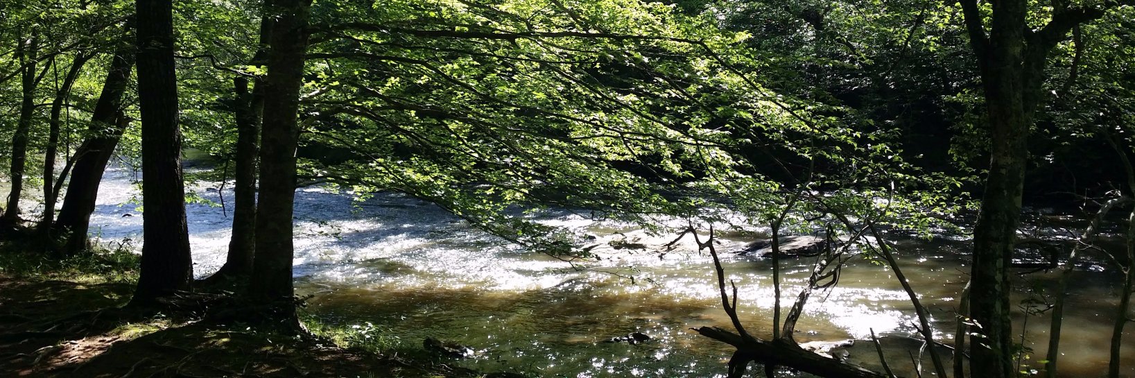 vidholf's profile banner image