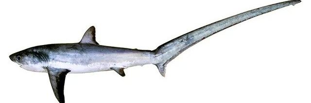 흰백환도상어 banner