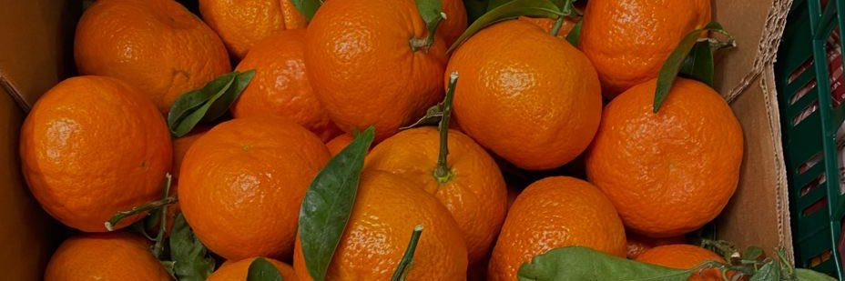 MATTHEW🍊(Active under 5p.m.) banner